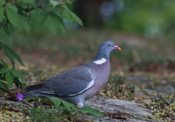 Common wood pigeon