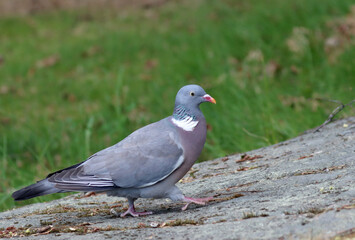 Common wood pigeon