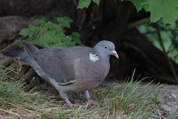 Common wood pigeon