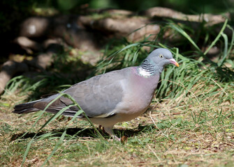 Common wood pigeon