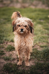 happy mixed breed dog lying down on grass
