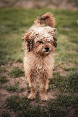 happy mixed breed dog lying down on grass
