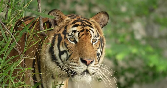 Tiger hiding behind a tree, ready to hunt. Indochinese Tiger or Corbett's tiger (Panthera tigris corbetti), High definition shot at 4K video footage.