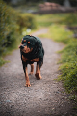 rottweiler dog beautiful portrait spring green park
