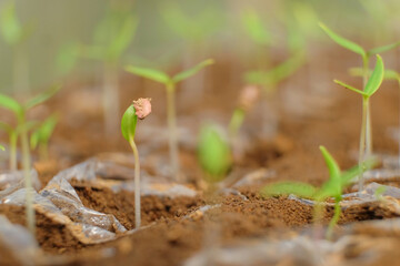 Closed up chili seeds starting to grow. Chili seeds with seed skin. Chili breeding