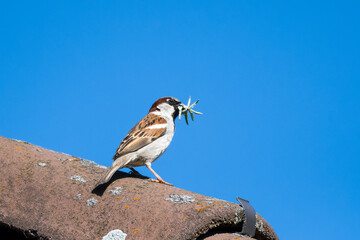 Haussperling Männchen mit Nistmaterial	