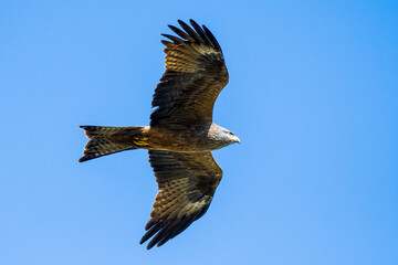 Schwarzmilan bei der Jagd	