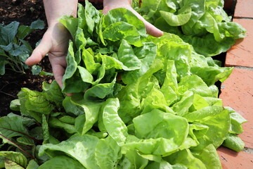 woman picking fresh lettuce in garden