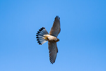 Turmfalke im Flug