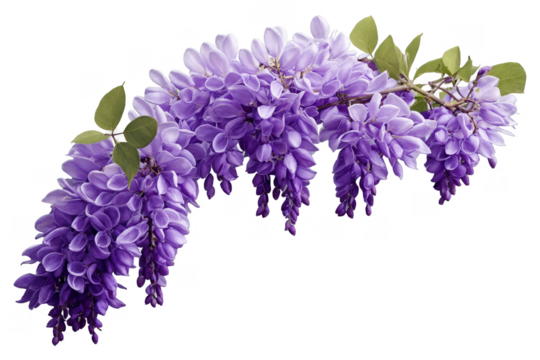 Elegant purple wisteria flowers in full bloom against a transparent, white background, beautifully prepared as a png file