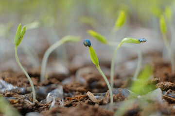 The chili seeds are starting to grow. Chili seeds with blue skin. Chili seeds are sown. Agricultural industry
