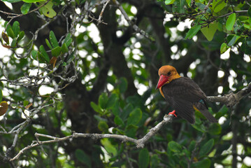 A beautiful brown-winged Kingfisher perching and waiting for a fish for a fish in Mangrove forest. This photo was taken from Sundarbans National Park and Tiger Reserve.