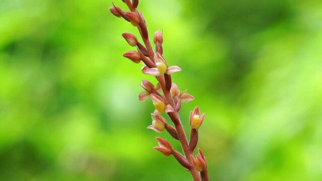 Rhomboda abbreviata. Rhomboda, commonly known as velvet jewel orchids