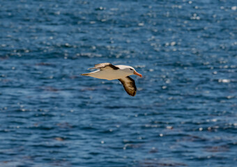 Sea Gull