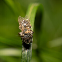 Murarka ogrodowa (Osmia rufa, Mason bee)
