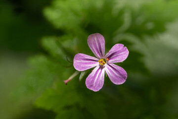 Bodziszek cuchnący (Geranium robertianum, Roberts geranium)