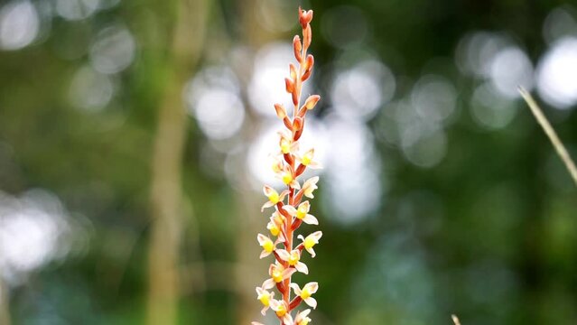 Rhomboda abbreviata. Rhomboda, commonly known as velvet jewel orchids
