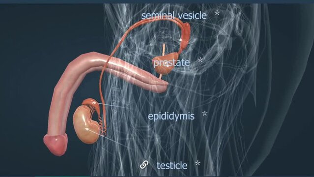 Human male reproductive organ anatomy