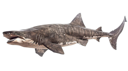 Basking Shark Isolated