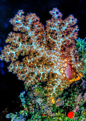 Alcyonacea, or soft corals, off coast of Fiji