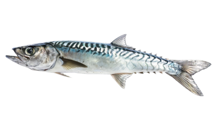 Barracuda Fish Isolated
