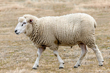 Obraz premium Side View of a Sheep Walking in a Pasture