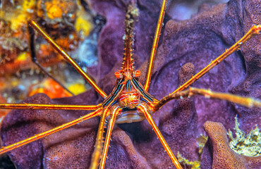 Stenorhynchus seticornis, yellowline arrow crab