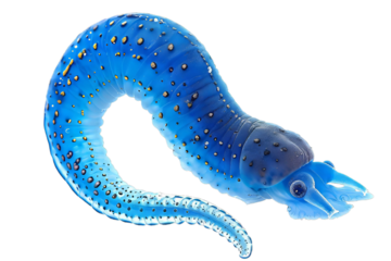 Blue Flatworm Isolated