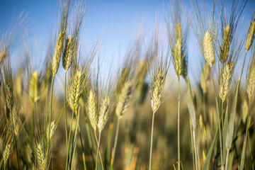 Wheat Stalks in Seville, Spain