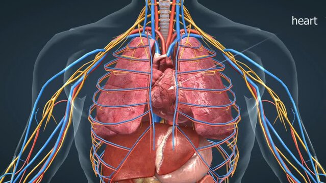 Position of the Heart