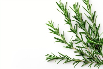 Fototapeta premium rosemary on white background