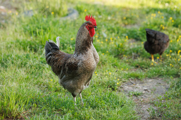 A majestic rooster with a brightly colored comb stands proudly amidst green grass
