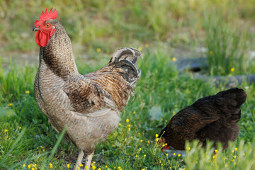 A majestic rooster with a brightly colored comb stands proudly amidst green grass