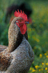 A majestic rooster with a brightly colored comb stands proudly amidst green grass