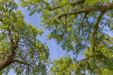 Cottonwood urban tree canopy in near Alton Illinois along the Mississippi River during golden hour