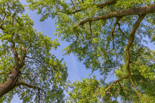 Cottonwood urban tree canopy in near Alton Illinois along the Mississippi River during golden hour
