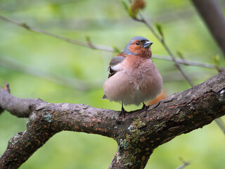 Male of chaffinch perching on a tree branch