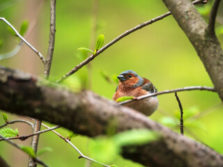 Male chaffinch hiding at a tree