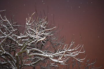 Naklejka premium Magical sky and part of tree covered with snow. Winter time and bare tree branches with purple background and snowflakes.