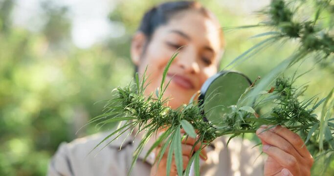 Magnifying glass, inspection or woman farming in nature or field for marijuana leaf production or hemp benefits. Agriculture, check or farmer gardening cannabis for planting growth or weed harvest