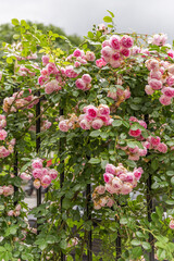 pink flowers in the garden