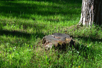 Obraz premium a tree stump in the grass under the tree 