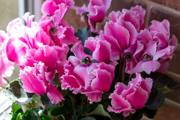 Bright and beautiful indoor flower. Cyclamen is purple in color. Postcard