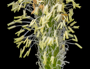 Obraz premium Meadow foxtail flowering head