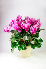 A banner with space for text. Purple cyclamen on a white background