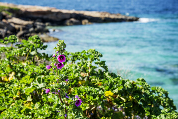Scenic view of wild mallow plant (Malva Sylvestris)