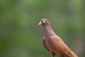 Close-up of the beautiful brown dove on the green blurred background.