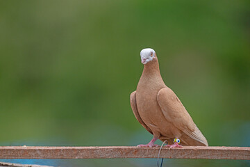 Close up of beautiful white head brown pigeon on a green blurred background.