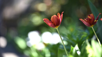 Tulip flower. blooming in sunlight on a background of green grass, a flower in the tulip garden. floral background, beautiful tulip close-up. delicate spring flower. wildflowers. beauty of nature