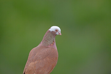 Close up of beautiful white head brown pigeon on a green blurred background.